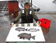 黒島の磯　大きいイシガキダイが釣れました☆