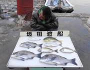 黒島の筏　49cmの良型チヌが釣れました