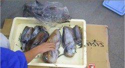 すさみ町名切崎の地磯　エギングでアオリイカキロオーバー