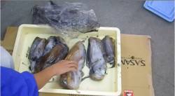 すさみ町名切崎の地磯　エギングでアオリイカ…