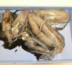 小橋磯　エギングでアオリイカ5ハイの釣果