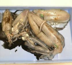 小橋磯　エギングでアオリイカ5ハイの釣果