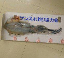 小橋磯　エギングでアオリイカ5ハイの釣果