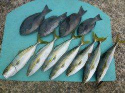 ヒラバエ 　カゴ釣りでハマチ・グレの釣果