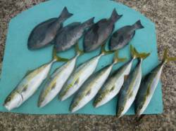 ヒラバエ 　カゴ釣りでハマチ・グレの釣果