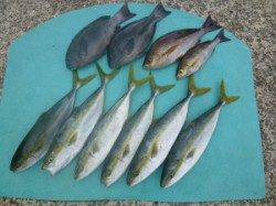 ヒラバエ 　カゴ釣りでハマチ・グレの釣果