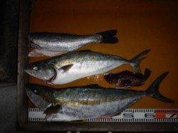 トップでヒラマサＧＥＴ(^_^)/ 仏谷、ルアーで青物狙い