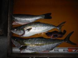 トップでヒラマサＧＥＴ(^_^)/ 仏谷、…