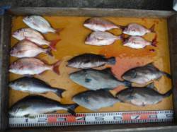 茶釜でカゴ釣り　餌取りに悩まされる一日でし…