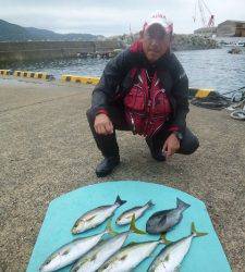 ヒラバエ 　カゴ釣りでハマチ狙えます