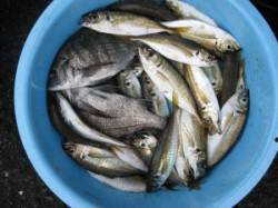 六本裏カセでチヌに良型アジ　他