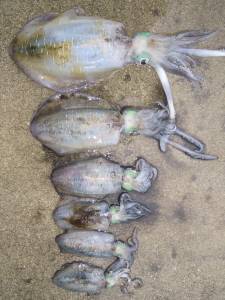 湯浅の磯　ヤエンでアオリイカ最大6パイ