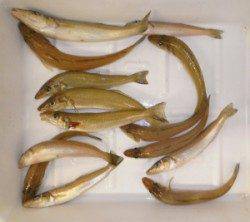 ヒロセでちょい投げ釣り、型揃いのキス14匹