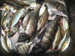 六本裏カセのチヌ、午前は10時まで午後は2時頃からが高活性