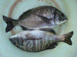 六本裏カセのチヌ、午前は10時まで午後は2時頃からが高活性