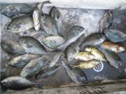 広一文字でグレ爆釣！！　～30cm	60匹…