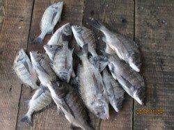 一文字前イカダ2号にてチヌ46cmまでを16枚