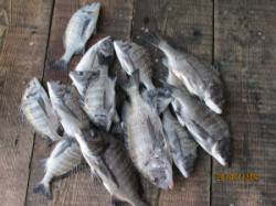 一文字前イカダ2号にてチヌ46cmまでを1…