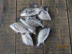 一文字前イカダ2号にてチヌ46cmまでを16枚