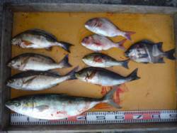 三尾の磯　立島、亀島のショアジギングでメジ…