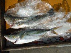 三尾の磯　立島、亀島のショアジギングでメジロ釣れています！