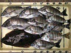 六本裏カセ　昼頃にかけてチヌの食いが立ちました