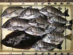 六本裏カセ　昼頃にかけてチヌの食いが立ちま…