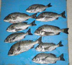 野原磯　チヌが好調でした　47.5cmを頭に9匹