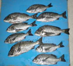 野原磯　チヌが好調でした　47.5cmを頭…