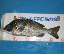 野原磯　チヌが好調でした　47.5cmを頭に9匹