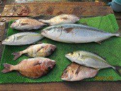 田井の釣り堀釣果　メジロ・シマアジ・マダイ