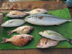 田井の釣り堀釣果　メジロ・シマアジ・マダイ…