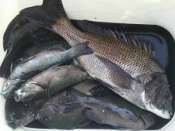 湯浅の磯・タカ島でチヌ、小グレ釣れました