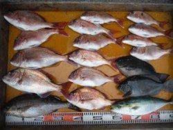 地のこ、タルカゴでイサキ、マダイ、グレなどたくさん釣れました