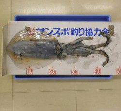 小橋　エギングでアオリイカ23cm