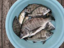 【8日】宮崎筏でのちぬ釣り　エサはオキアミ…