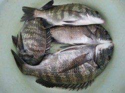 【8日】宮崎筏でのちぬ釣り　エサはオキアミです