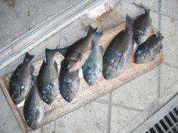 ジロー磯　フカセ釣りでグレ〜31cm10尾の釣果