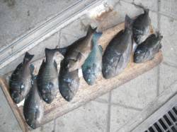 ジロー磯　フカセ釣りでグレ〜31cm10尾…