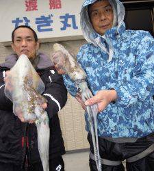 湯浅の磯 ヤエンでアオリイカ胴長28cm