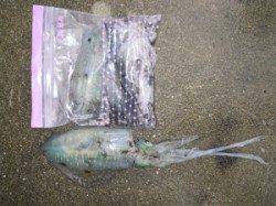 湯浅の磯 ヤエンでアオリイカ胴長28cm