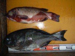 三尾の磯のフカセ釣果　黒島にてグレ47cm！　
