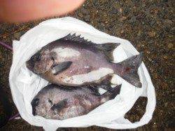 三尾の磯のフカセ釣果　黒島にてグレ47cm！　