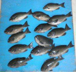 舞鶴田井の磯のフカセ釣りでグレ30UPを14枚