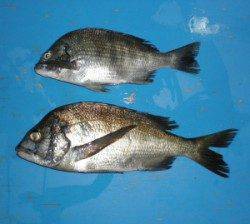 舞鶴田井の磯のフカセ釣りでグレ30UPを14枚