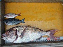 三尾の磯　下荒黒島、小仲島にて大鯛、良型マダイが釣れました(^_^)v