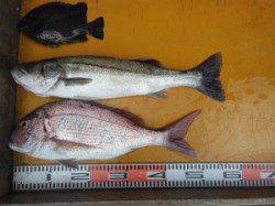 三尾の磯　下荒黒島、小仲島にて大鯛、良型マダイが釣れました(^_^)v