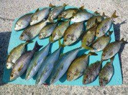 ヒラバエでのカゴ釣り釣果　ハマチ・アイゴ・イサギ