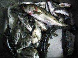 六本裏カセのチヌ、アジの泳がせでセイゴの釣果　ハネのバラシもありました