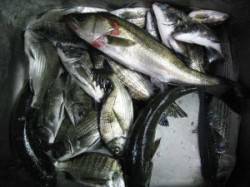 六本裏カセのチヌ、アジの泳がせでセイゴの釣…